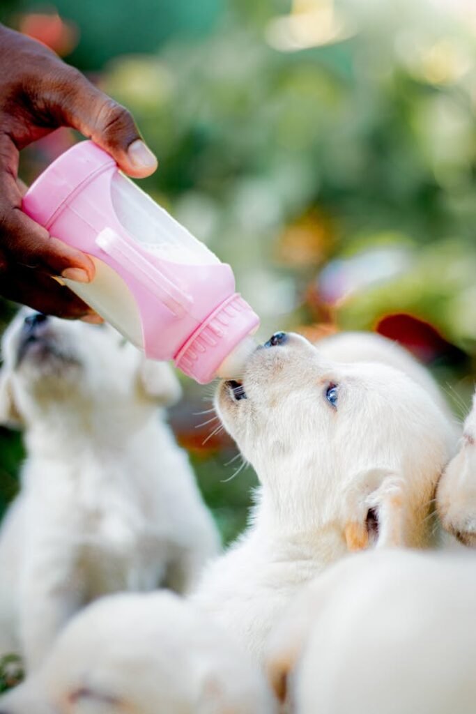 A Person Feeding a Puppy